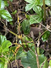 Cuscuta australis
