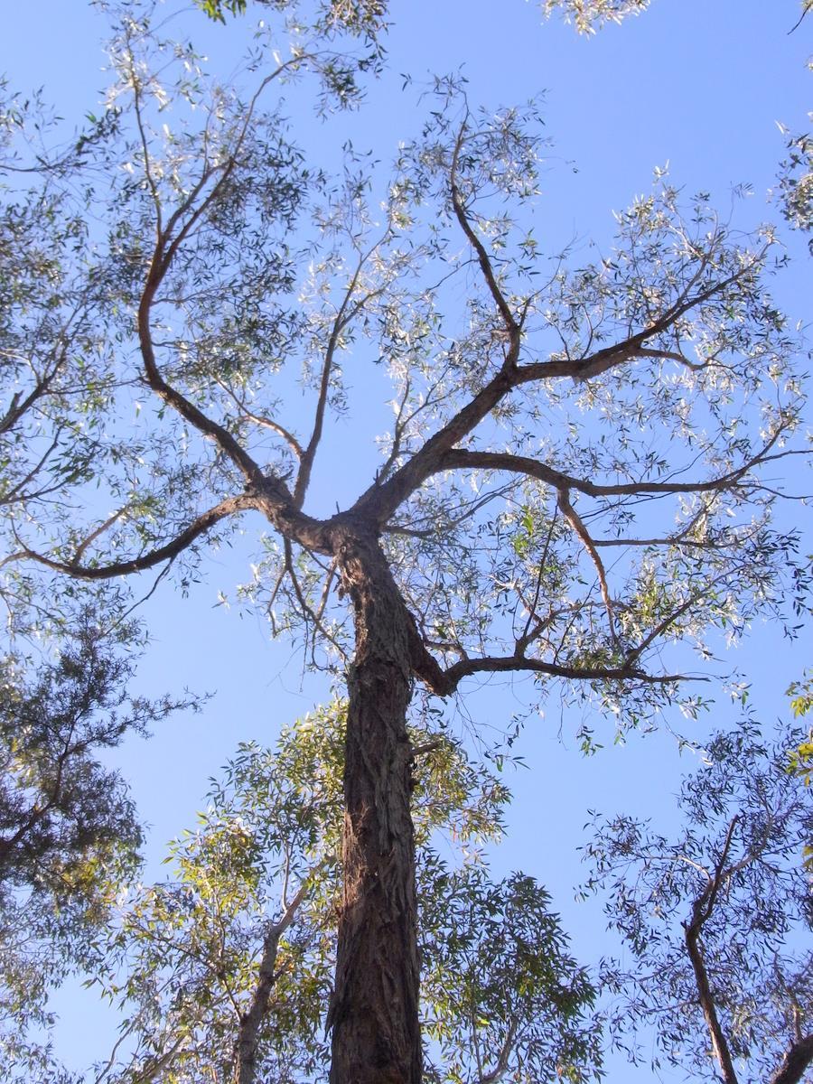 Eucalyptus eugenioides
