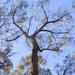 Eucalyptus eugenioides - Photo (c) Poyt448 Peter Woodard, algunos derechos reservados (CC BY-SA)