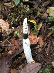 Staheliomyces cinctus