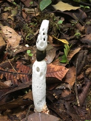 Staheliomyces cinctus