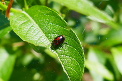 Gonioctena viminalis