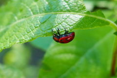 Gonioctena viminalis