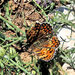 Melitaea phoebe occitanica - Photo (c) brian fisher, some rights reserved (CC BY-NC), uploaded by brian fisher