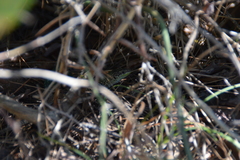 Podarcis siculus campestris