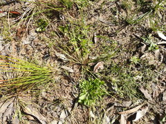 Cyperus aquatilis