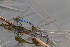 Anax junius