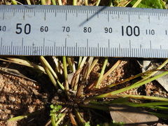 Cyperus aquatilis