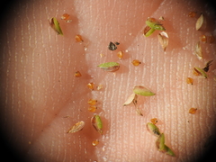 Cyperus aquatilis