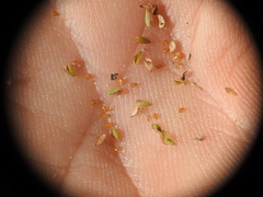 Cyperus aquatilis