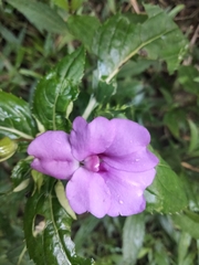 Impatiens platypetala