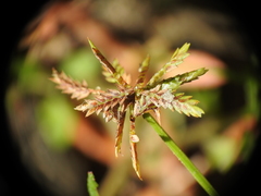 Cyperus aquatilis