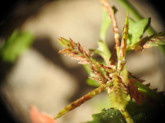 Cyperus aquatilis