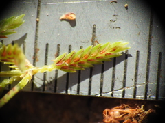 Cyperus aquatilis