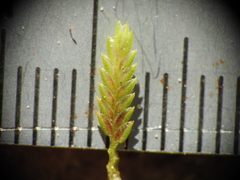 Cyperus aquatilis