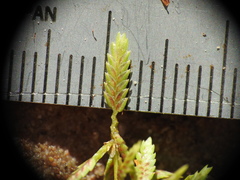 Cyperus aquatilis