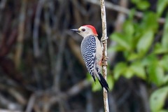 Melanerpes pygmaeus
