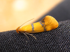 Promalactis bitaenia