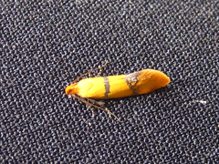 Promalactis bitaenia