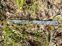 Cyperus aquatilis