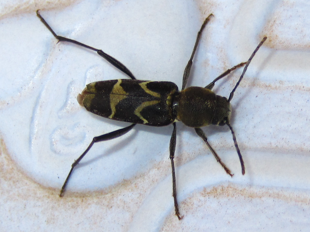 Perissus fairmairei from 덕산중 on June 1, 2012 by onidirasiNaturalist