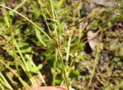 Cyperus aquatilis