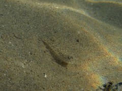 Pomatoschistus marmoratus