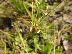 Cyperus aquatilis
