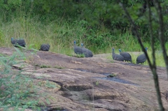 Numida meleagris mitratus