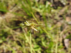 Cyperus aquatilis