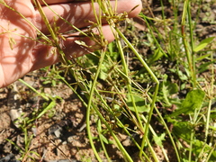 Cyperus aquatilis