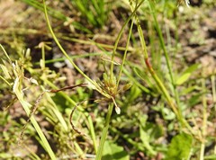 Cyperus aquatilis