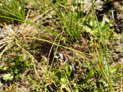 Cyperus aquatilis