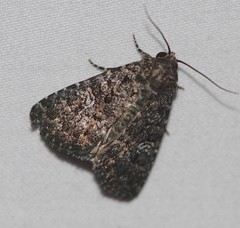 Condica aroana