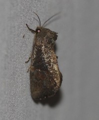 Elusa