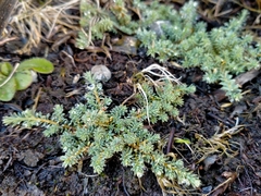 Kelleria villosa