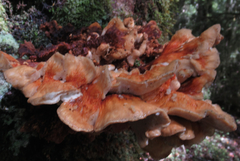 Bondarzewia kirkii