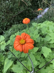 Tithonia rotundifolia image