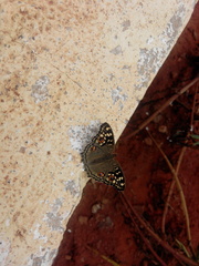 Junonia lemonias
