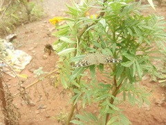 Junonia lemonias