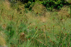 Cyperus papyrus