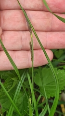 Carex hirta