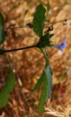 Barleria terminalis