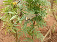 Junonia lemonias