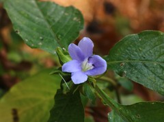 Barleria terminalis