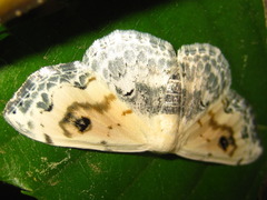 Scopula indicataria