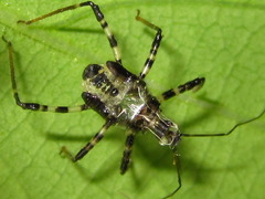Sphedanolestes impressicollis