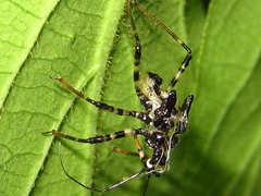 Sphedanolestes impressicollis