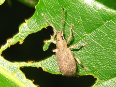 Cyphicerini