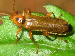 Lycocerus vitellinus